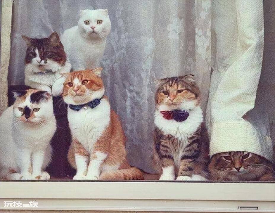 猫咪会想念主人吗(主人去上班猫咪想念主人的5大表现)-图片2